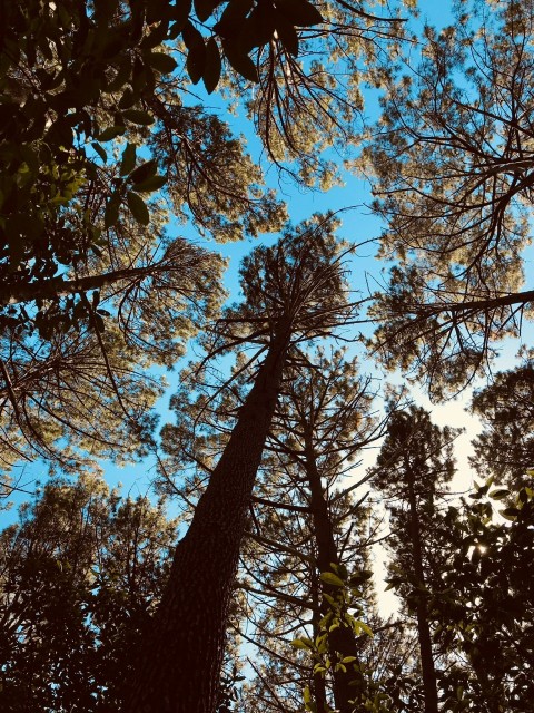 low angle photography of trees