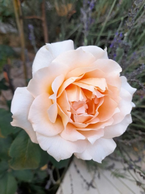 a close up of a flower