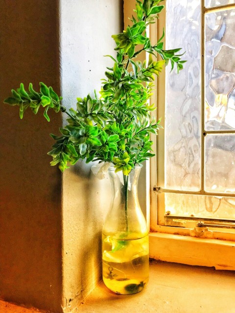 green leafed plant with vase