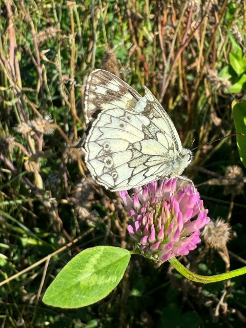 a white butterfly sitting on top of a purple flower