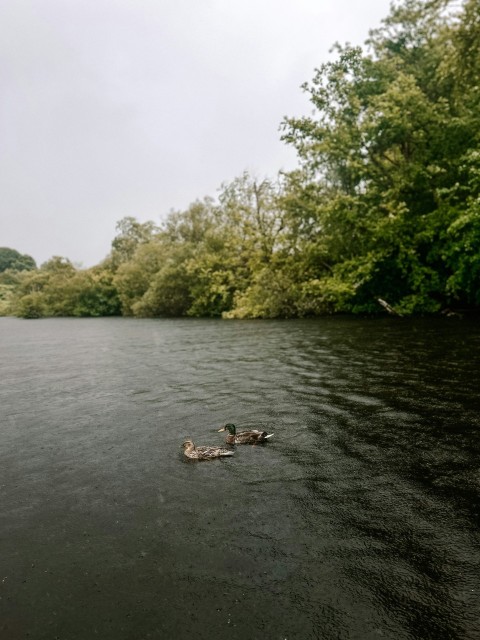 a couple of ducks floating on top of a lake