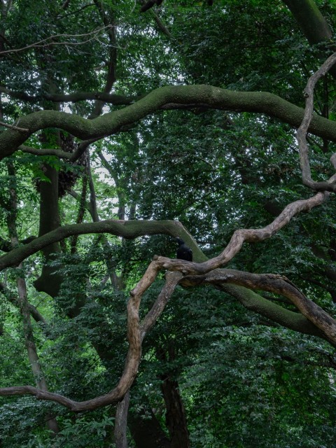 a large tree with many branches hanging over it