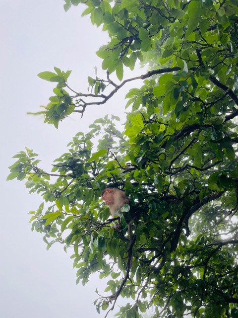 a monkey in a tree looking up at the sky