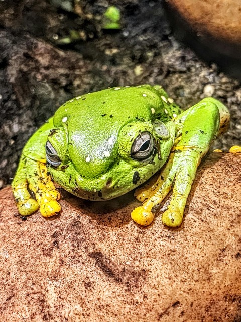 a green frog sitting on top of a rock wWR9Q6