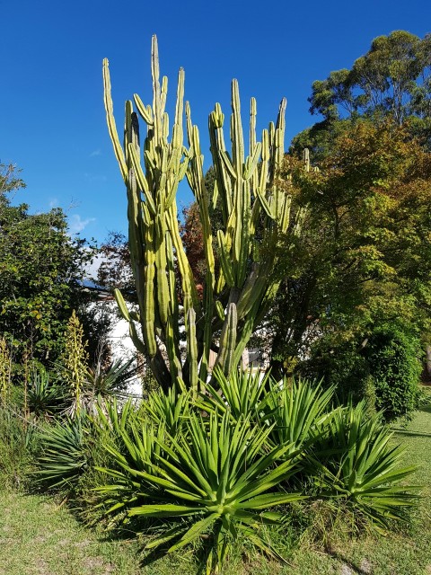 a large cactus plant in the middle of a garden