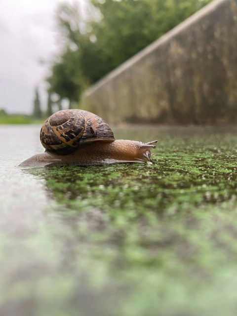 a snail that is sitting on the ground