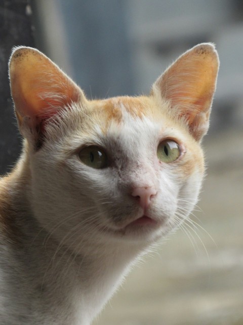 a close up of a cat with a blurry background