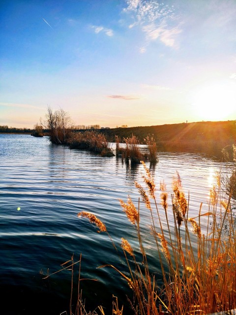 a body of water surrounded by tall grass