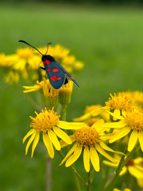 a blue and red bug sitting on a yellow flower