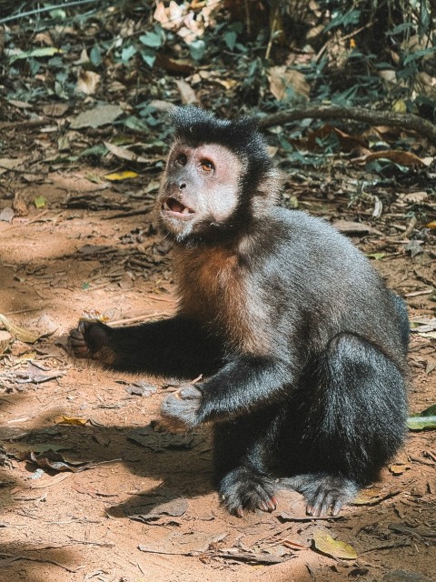 a monkey sitting on the ground with its mouth open