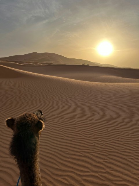 a camel standing in the middle of a desert