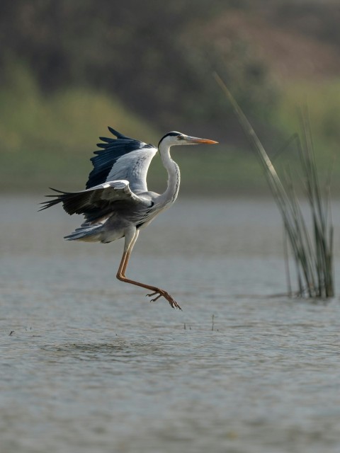 a large bird flying over a body of water