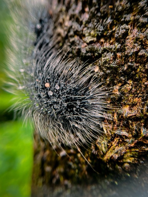 a close up of a tree trunk with moss growing on it N