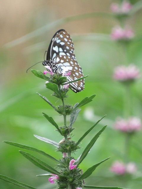 a butterfly that is sitting on a flower