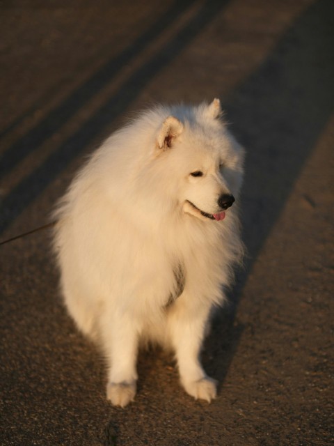 a white dog standing on top of a street i9