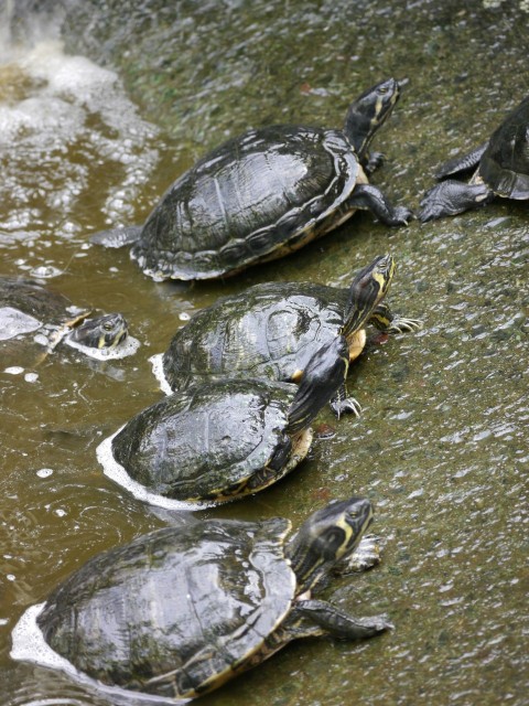 a group of turtles swimming in a pond