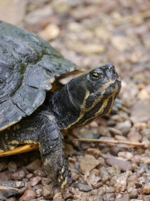 a close up of a turtle on a gravel ground