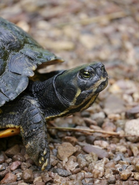 a close up of a turtle on a gravel ground