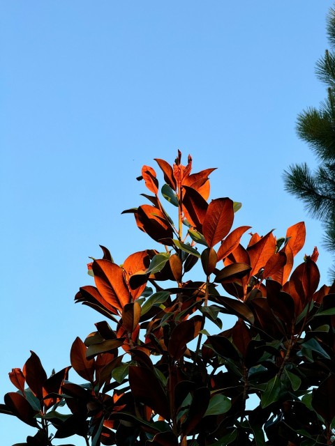 a tree with orange leaves against a blue sky