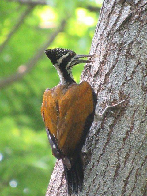 a bird is perched on the side of a tree