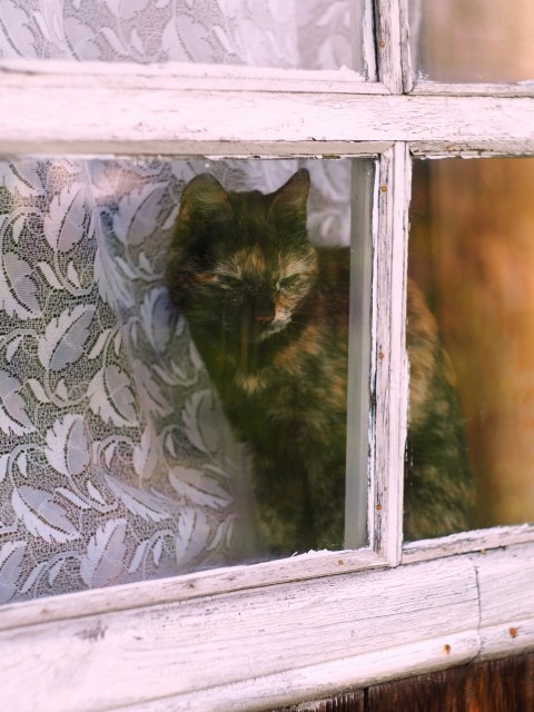 a cat sitting in a window looking out the window cPuo09n