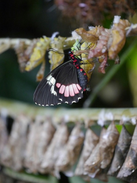 a black and white butterfly sitting on top of a leaf