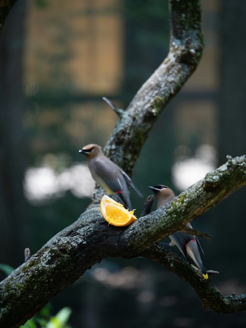 a group of birds sitting on top of a tree branch