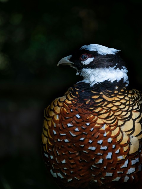 a close up of a bird on a tree branch