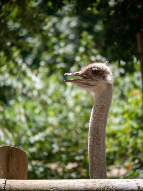 an ostrich standing next to a wooden fence