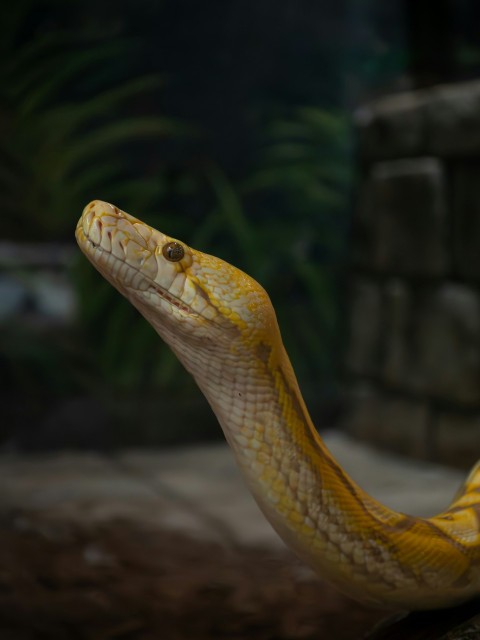 a yellow snake with its mouth open sitting on a rock