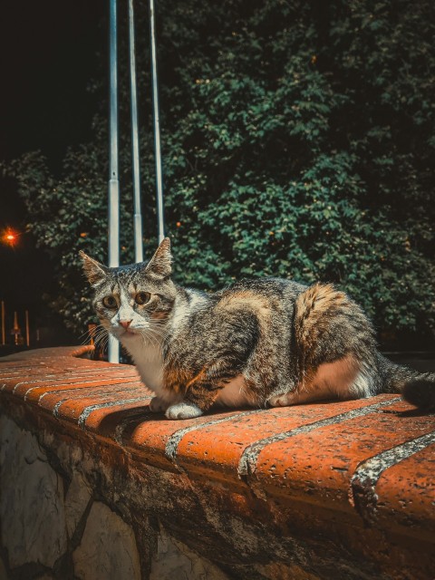 a cat sitting on top of a brick wall