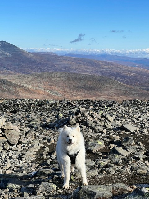 a white dog standing on top of a rocky hillside