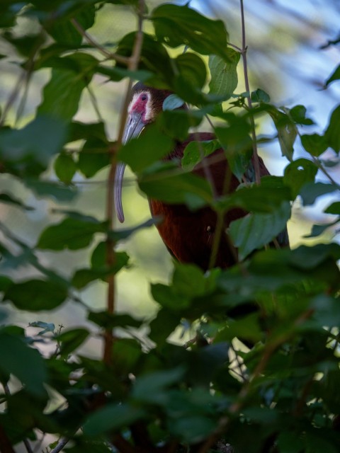 a bird perched on a branch in a tree B