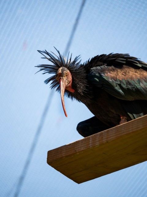 a large bird with a very long beak