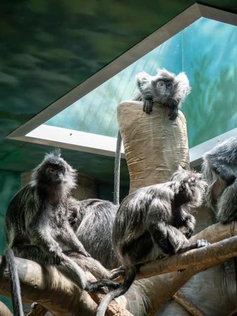 a group of monkeys sitting on top of a tree