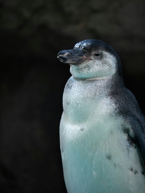 a small penguin standing on top of a rock