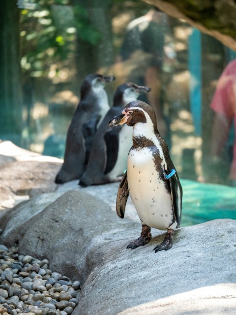 a group of penguins standing on top of a rock