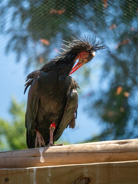 a black bird with a red beak sitting on top of a wooden fence