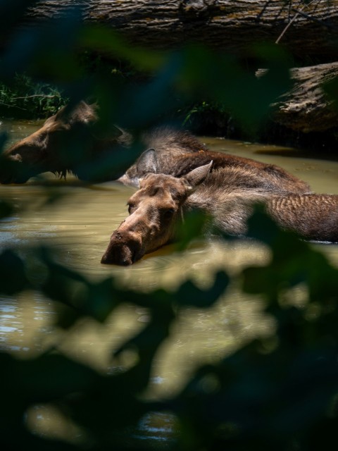 a brown bear laying in a body of water