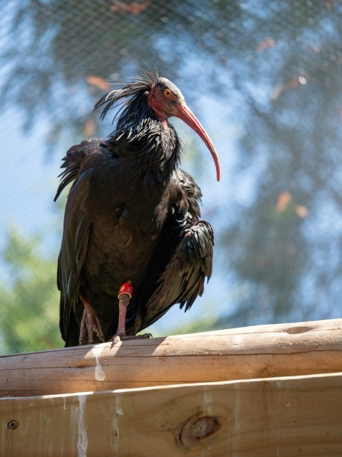 a black bird with a red beak sitting on a wooden ledge