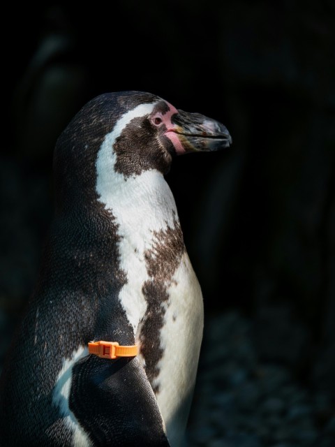 a penguin with a yellow collar standing on rocks