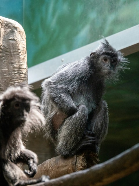 a couple of monkeys sitting on top of a tree branch