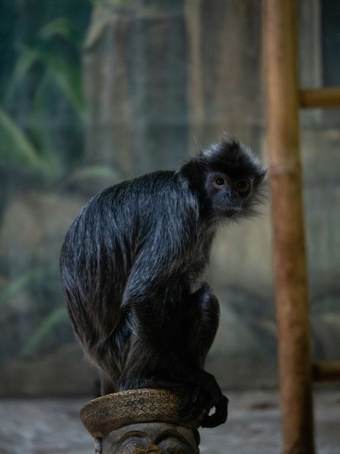 a monkey sitting on top of a shoe tQcWKNfV