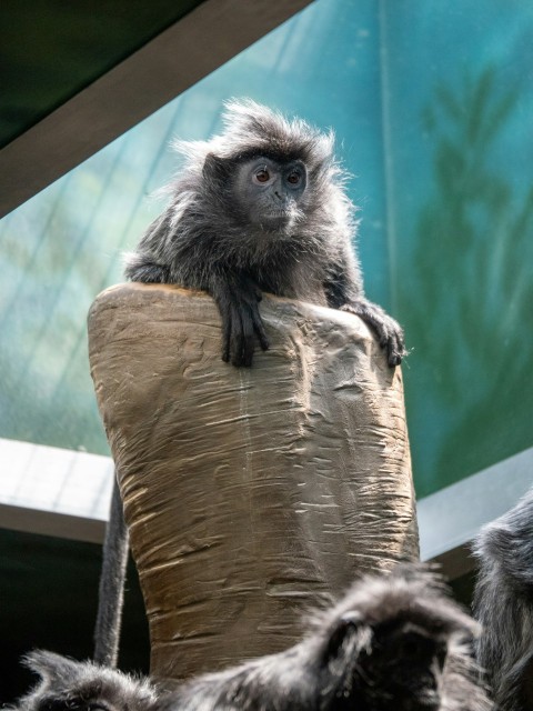 a monkey sitting on top of a wooden chair