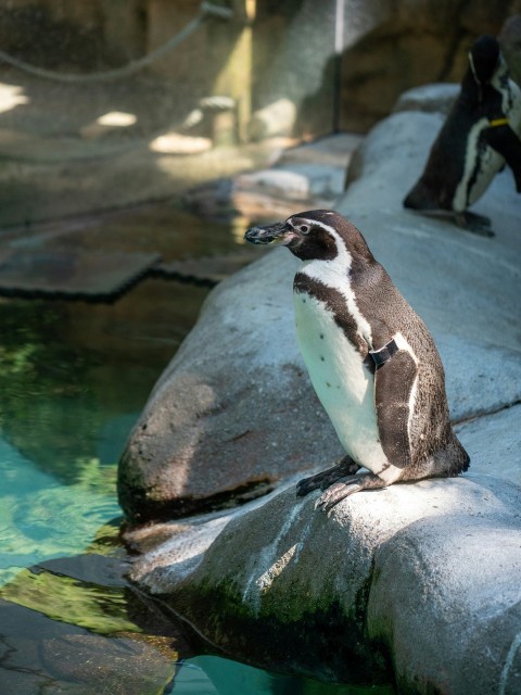 a penguin sitting on a rock in a zoo Bl