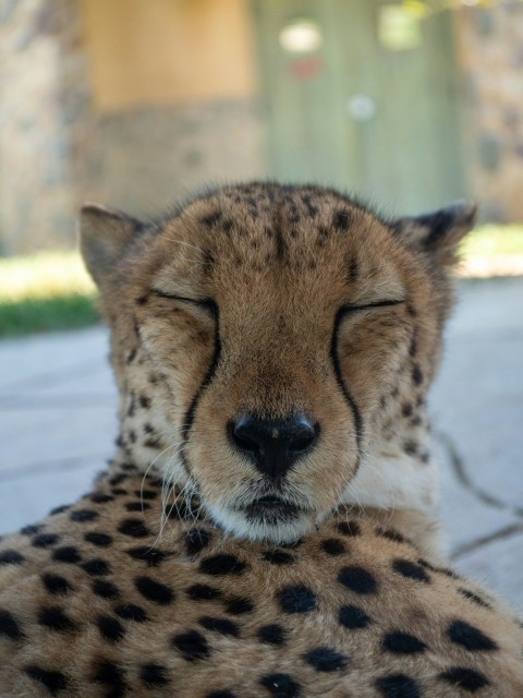 a close up of a cheetah laying on the ground