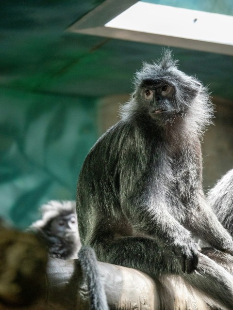 a group of monkeys sitting next to each other