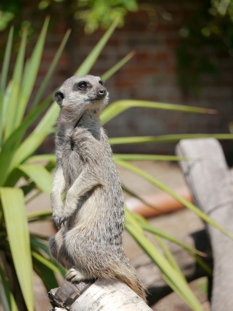 a meerkat standing on a log looking up