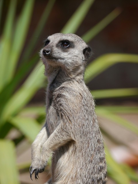 a small meerkat standing on its hind legs