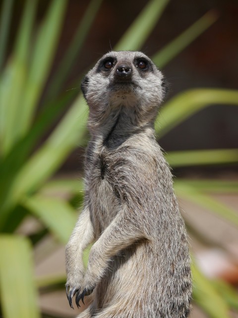 a small gray and white animal standing on its hind legs